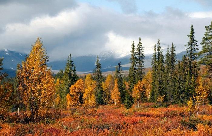 autumn trees 