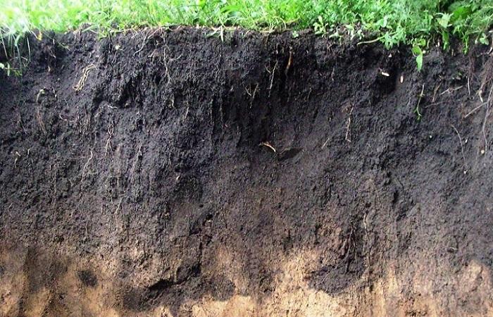 fertile black soil 