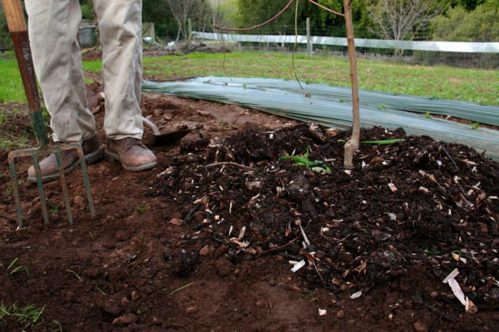 appelboom groeit slecht