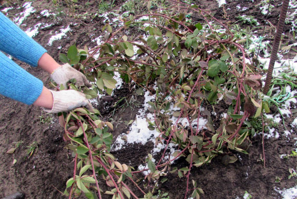 blackberry propagation