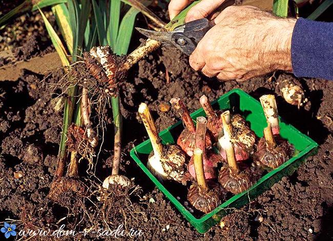 gräva upp gladioler