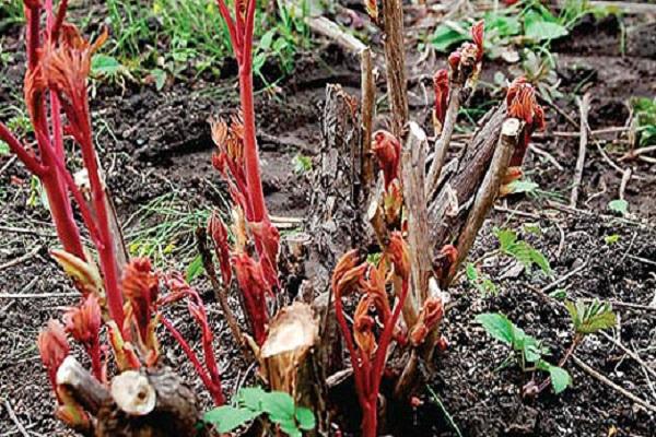 flores de peonías 