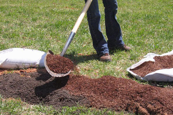 planting blackberries