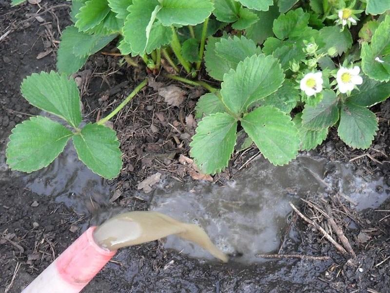 watering strawberries