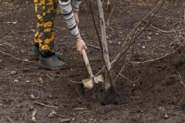 Holz ausgraben 