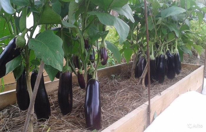 las verduras crecen 