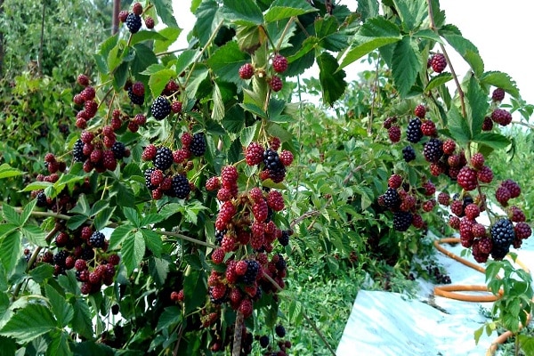 types of blackberries 