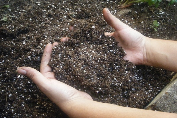 fertilizer in the ground 