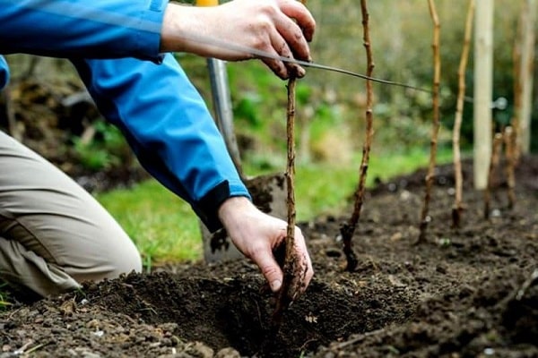 plantación de raíces 