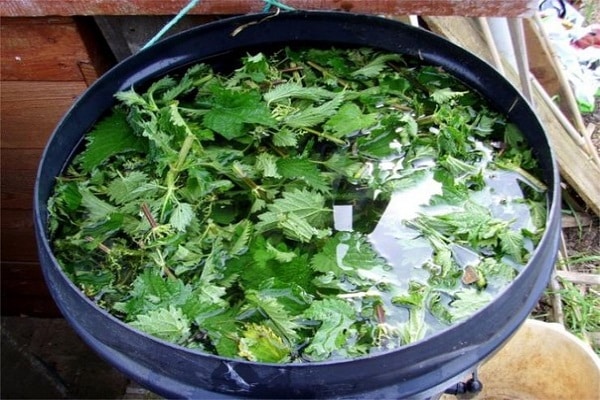 nettle infusion 