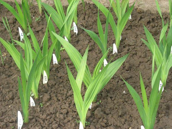 sumisibol ang gladioli