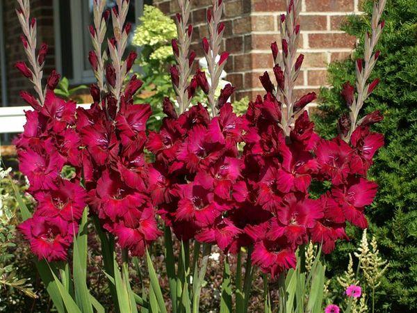 crvene gladiole