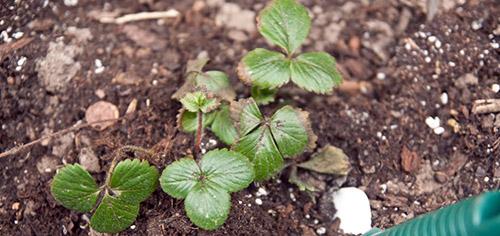 Erdbeeren pflanzen