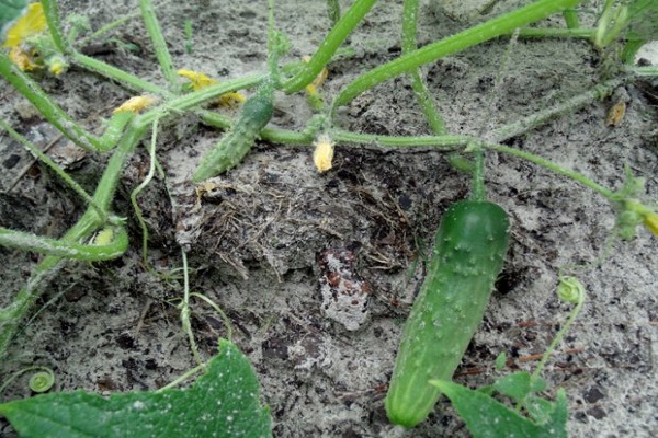 planta después de la alimentación 