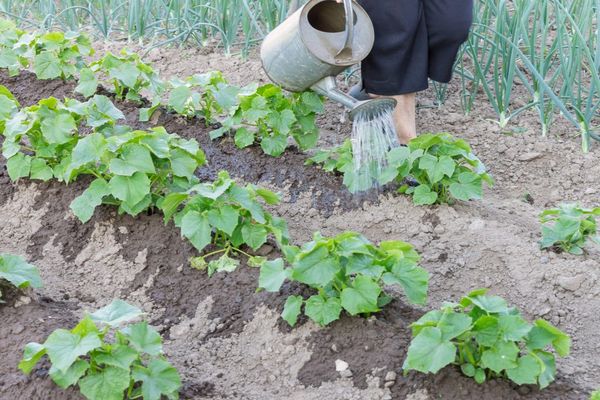 cucumbers planted