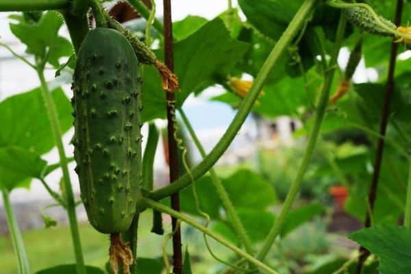 cucumbers in soil