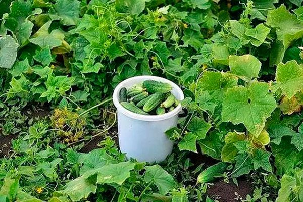 cucumbers harvest