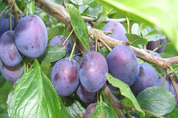 the plums are ripe 