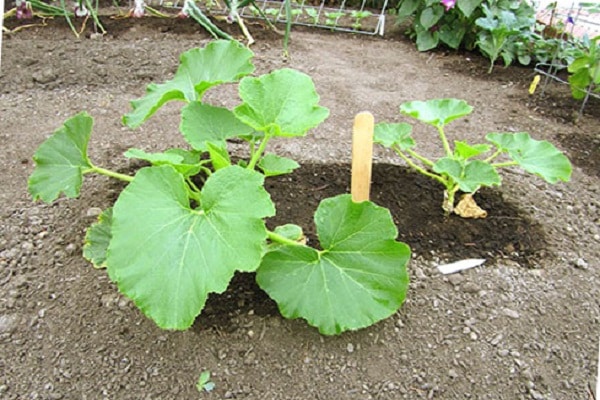 alimenta la calabaza