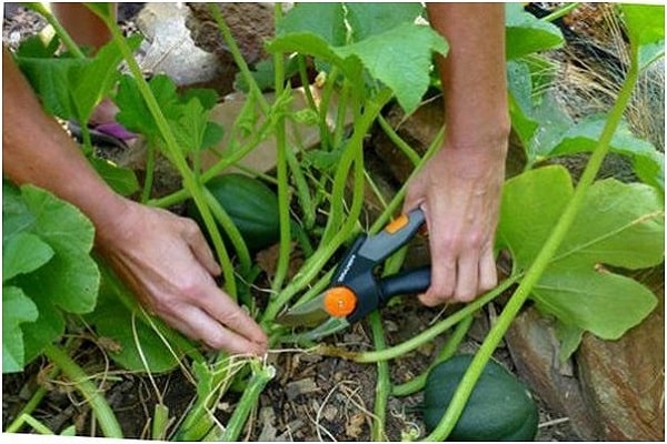 seedling yield