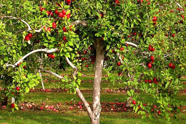 mature apple tree