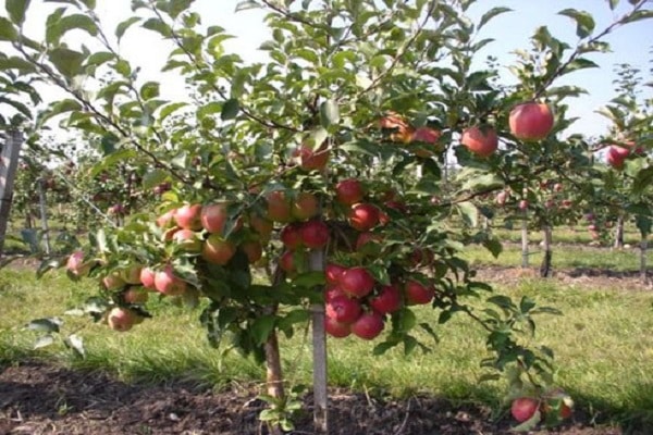 young apple trees