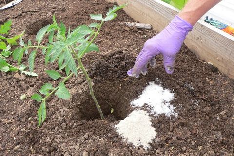 fertiliser avec de l'urée