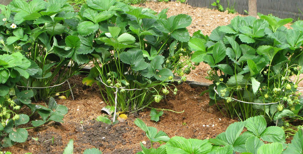 strawberry bushes