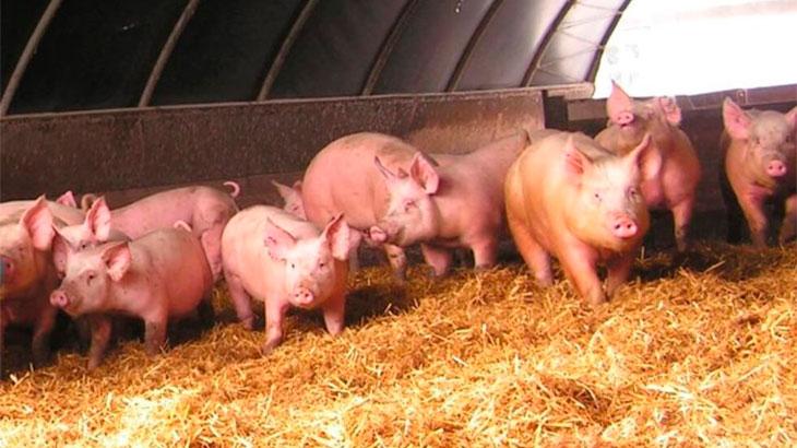 Bakterien für die Einstreu in einem Schweinestall