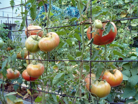 giarrettiera di pomodori in giardino