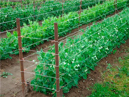 horizontal garter of cucumbers