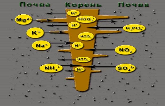 chemie půdy