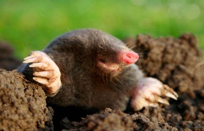 a mole came out