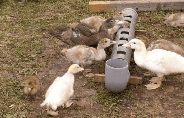 bird watering hole 