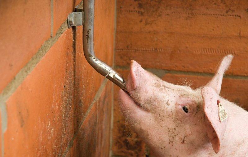 Tränkebecken für Schweine