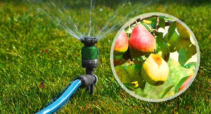 watering pears