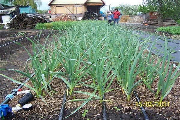 drip irrigation