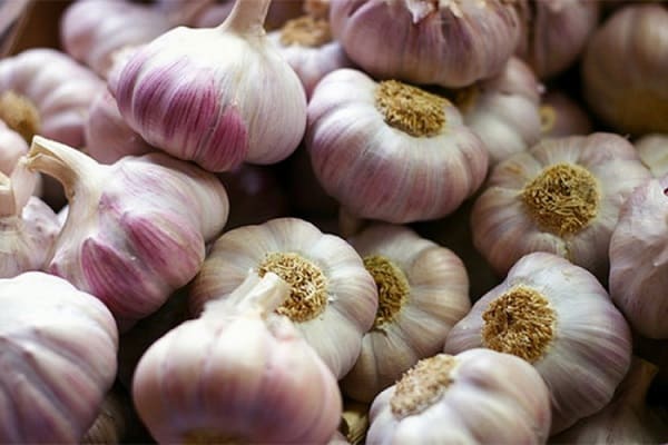 garlic harvest Komsomolets