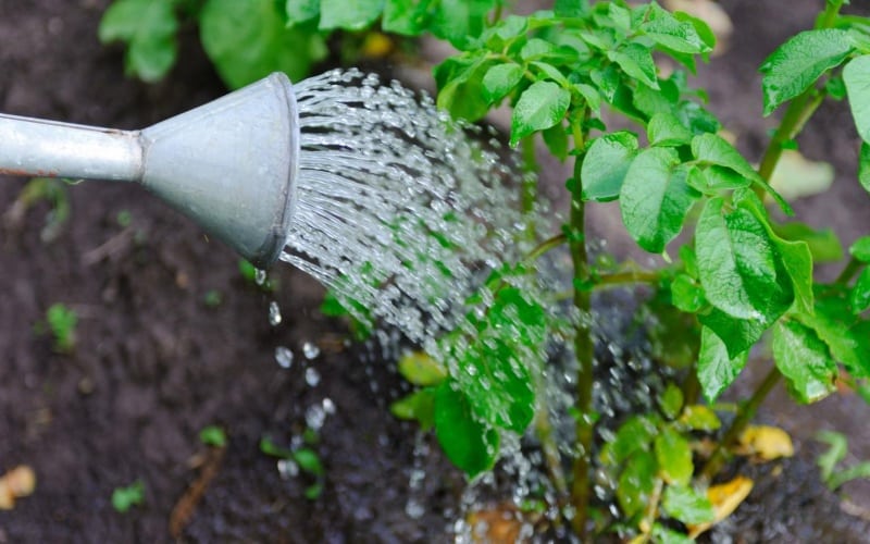 watering potatoes