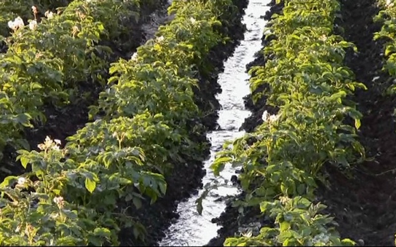 gewaterde aardappelen