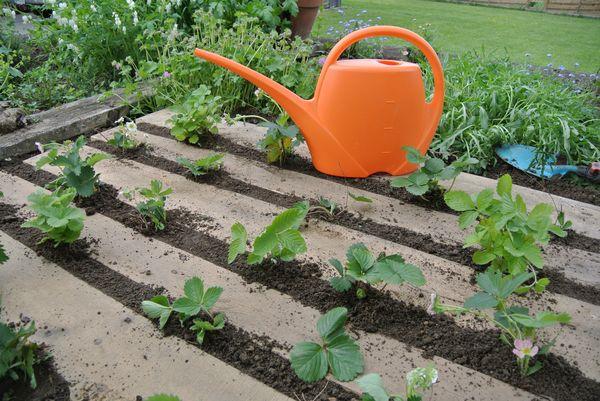 watering strawberries