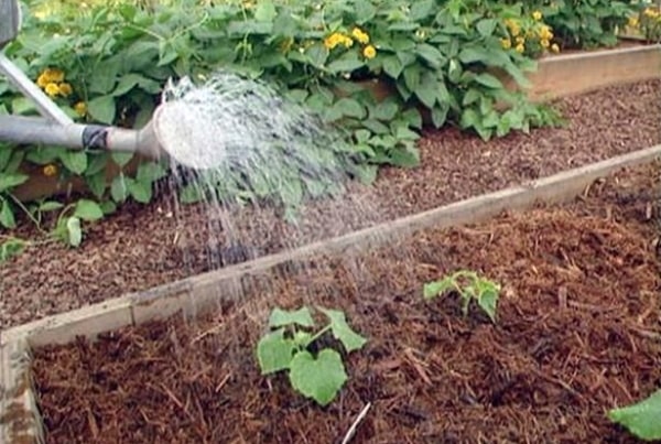 Gurke im Garten gießen