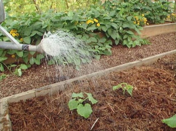 arroser le concombre dans le jardin