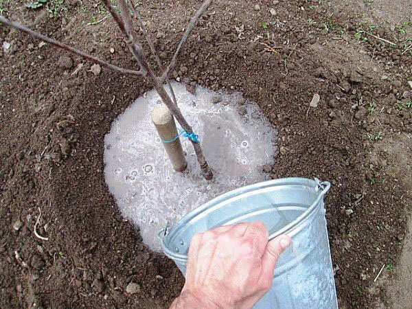 watering apricots