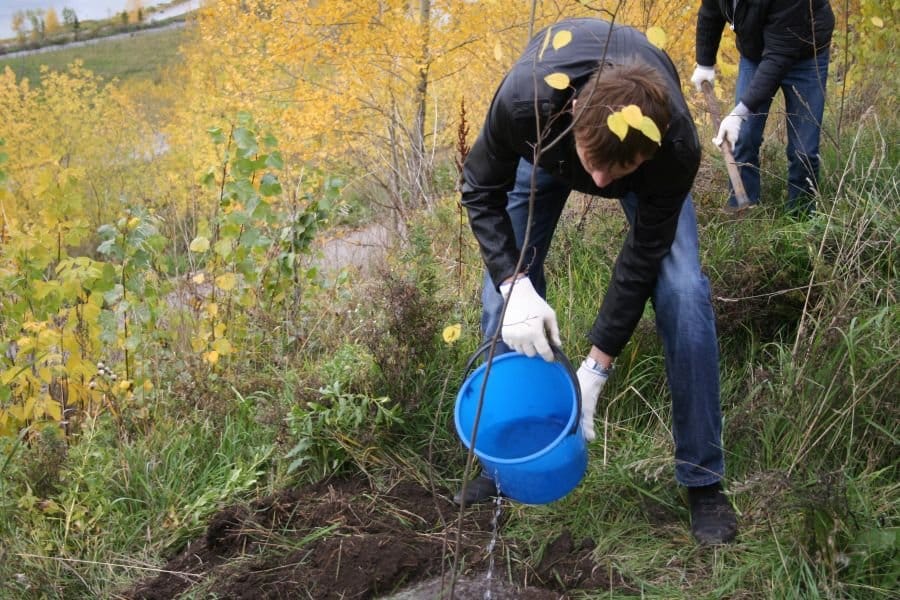 watering the apple tree