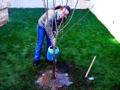 apricot planting