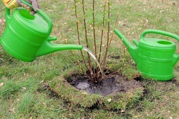 ibuhos mula sa isang watering can 