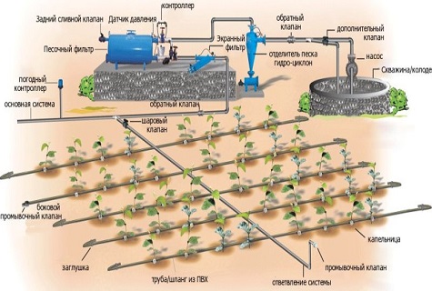 watering organization 