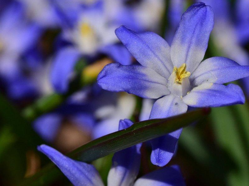 flower in a flowerbed 