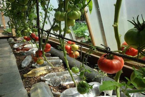 tomaten water geven